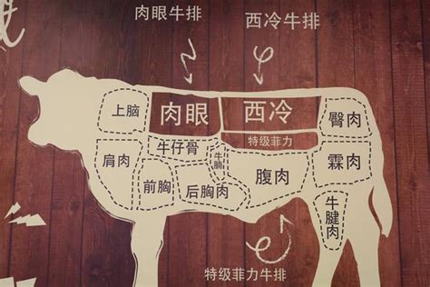 牛肉位置|一张图读懂牛肉各部位